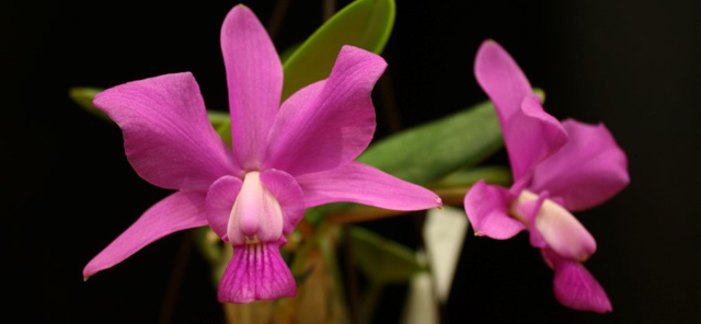 De Lithofytische orchidee
