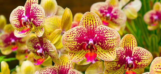 De terrestische orchidee